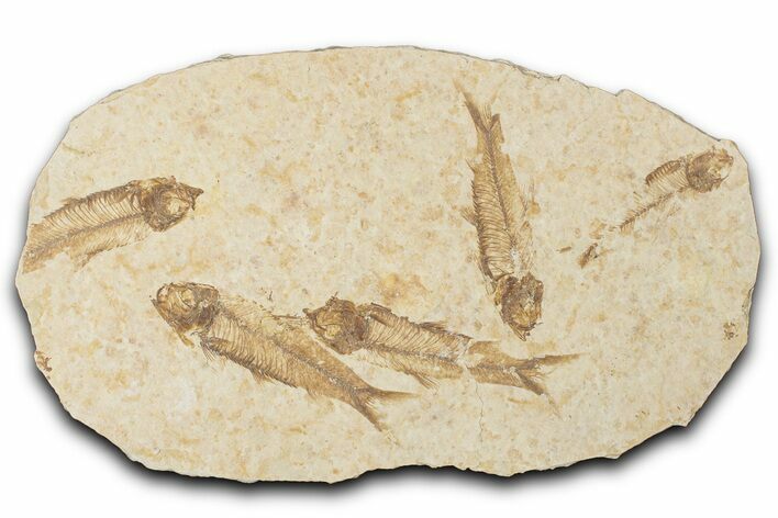 Fossil Fish (Knightia) Mortality Plate - Wyoming #339031